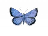 Silver-studded Blue male (Plebejus argus) IN001