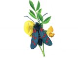 Burnet Moth (Six-Spot) Zygaena filipendulae IN003