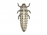 Sixteen-spot Ladybird Larvae (Tytthaspis 16-punctata) IN002