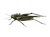 Slender Groundhopper (Tetrix subulata) IN001
