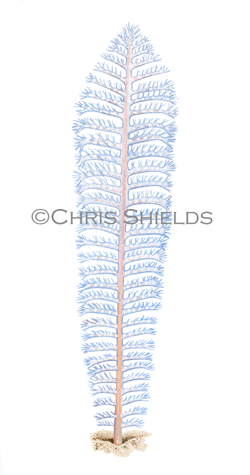 Slender Sea Pen (Virgularia mirabilis) OS0037