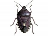 Sloe Bug (Dolycons baccardum) N001