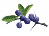 Sloe berries (Prunus spinosa) BT070