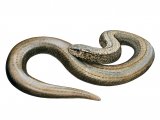 Slow Worm (Anguis fragilis)  RA004
