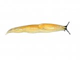 Slug (Slender or Tender) Malacolimax tenellus OS001