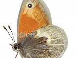 Small Heath (Coenonympha pamphilus) IN002