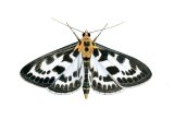 Small Magpie Moth (Eurrhypara hortulata) IN001