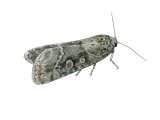 Small Mottled Willow (Spodoptera exigua) IN001