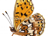 Small Pearl- boardered Fritillary (Boloria selene) L0090