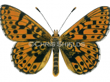 Small Pearl- boardered Fritillary (Boloria selene) L0091