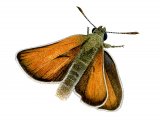 Small Skipper (Thymelicus sylvestris) IN003