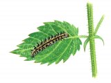 Small Tortoiseshell Caterpillar (Algis urticae) IN003