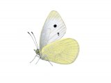 Small White (Artogeia rapae) IN002