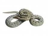 RS231 - Smooth Snake (Coronella austriaca)