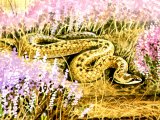 RS230 - Smooth Snake (Coronella austriaca)