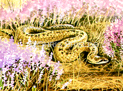 Smooth Snake (Coronella austriaca) RS230