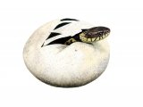 RS214 - Grass Snake egg ( Natrix natrix)