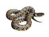RS212 - Grass Snake ( Natrix natrix)
