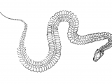 RS221 - Burmese python skeleton (Pythonmolurus bivittatus)