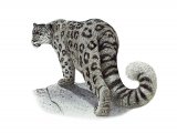 Snow Leopard (Panthera uncia) M001