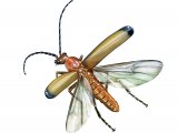 Soldier Beetle (Rhagonych fulva) IN001