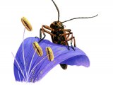 Soldier Beetle (Rhagonych fulva) IN002