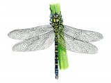 Dragonfly (Southern Hawker) Aeshna cyanea IN001
