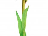 Southern Marsh Orchid (Dactylorhiza praetermissa) BT0292