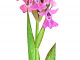 Southern Marsh Orchid (Dactylorhiza praetermissa) BT)291