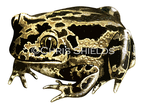 Spadefoot Toad (Pelobates fuscus) RA174flat