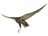 Sparrowhawk female in flight (Accipiter nisus) BD0556