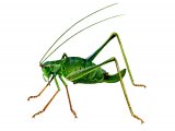 Speckled bush cricket (Leptophyes punctatissima) IN001