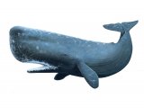 Sperm Whale (Physeter macrocephalus) M003
