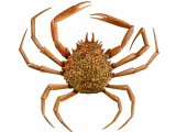 Spider Crab (Maja squinado) OS002