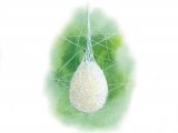 Spider Egg Sac (Mata menardi) OS015