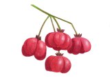Spindle Tree berries (Euonymus europaeus) BT072