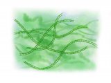 Algae (Spirogyra) BT094