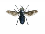 Splayed Deerfly male (Chrysops coecutiens) IN002