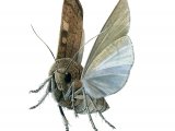 Square-spot Rustic Moth (Xestia xanthographa) IN001