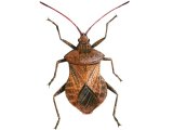 Squash Bug (Coreus Marginatus) IN001