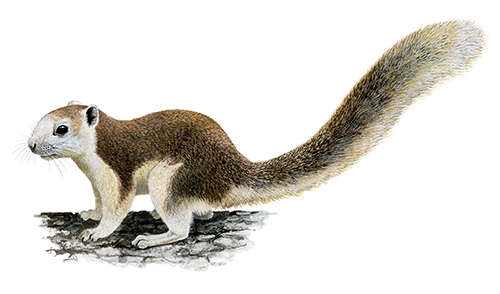 Squirrel (Finlayson) Callosciurus finlaysonii M001