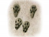 Squirrel Footprints M001