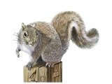 Squirrel (Grey) Sciurus carolinensis M004