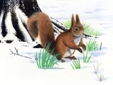 Squirrel (Red) Sciurus vulgaris M004