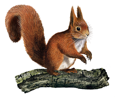 Squirrel (Red) Sciurus vulgaris M006