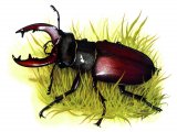Stag Beetle (Lucanus cervus) IN001