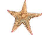 Starfish (Astropectan irregularis) OS005