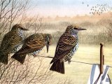 Common Starlings (Sturnus vulgaris) BD0450