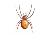 Strawberry Spider (Araneus alsine) OS001