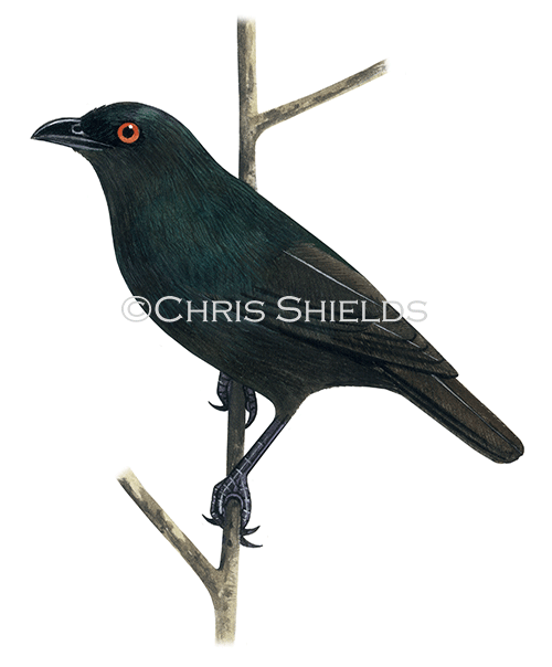 Striated Starling male (Aplonis striata) BD0620